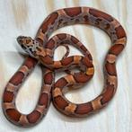 Korenslang 9 maand, Sunkissed, Dieren en Toebehoren, Slang, Tam, 0 tot 2 jaar