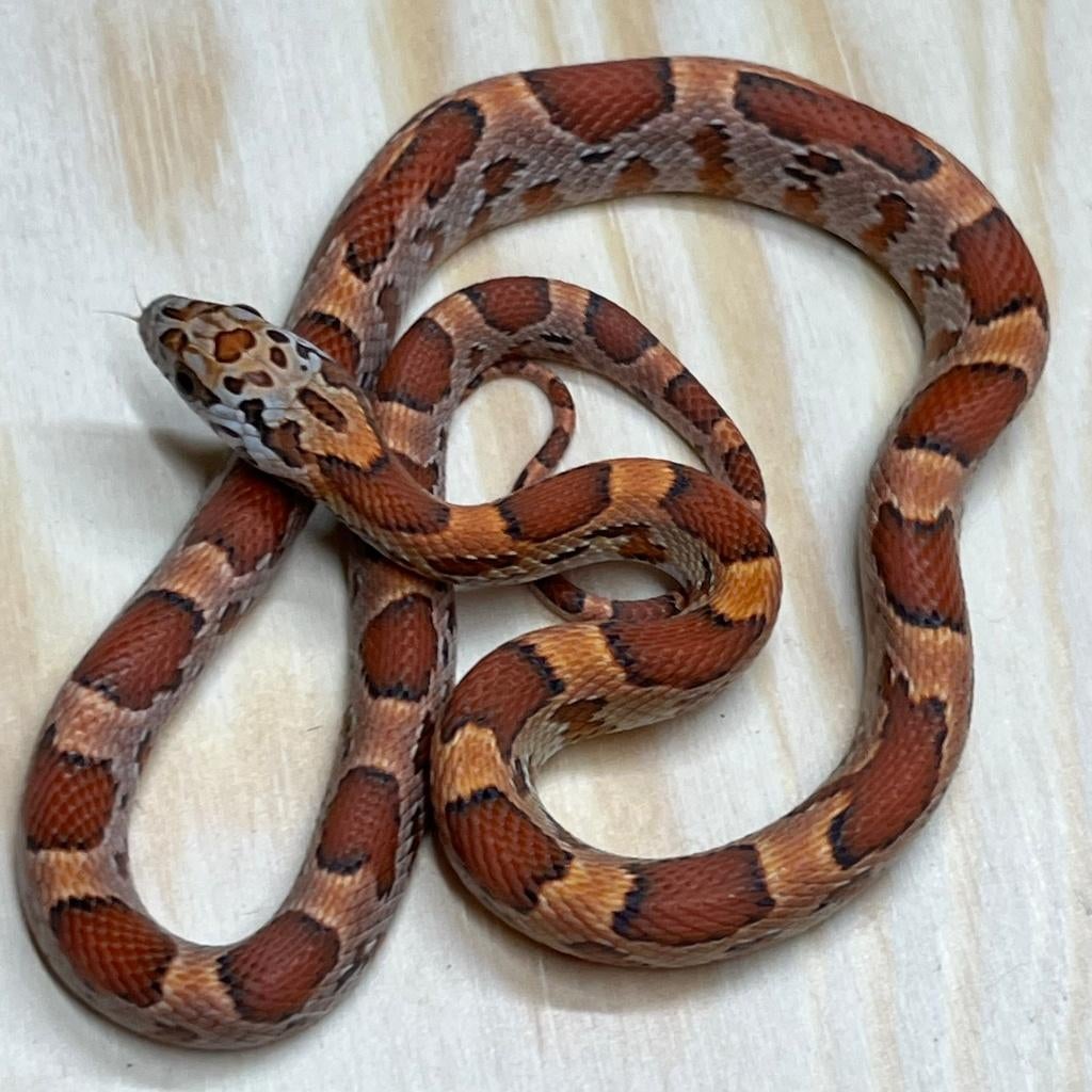 Korenslang 9 maand, Sunkissed, Animaux & Accessoires, Reptiles & Amphibiens, Serpent, 0 à 2 ans, Domestique