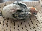 ️❤️ Bébé conure soleil de 3,5 semaines, Sexe inconnu, Perruche, Domestique