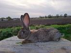 Duitse reuzen rammen, Dieren en Toebehoren, Konijnen, Mannelijk, Groot, 0 tot 2 jaar