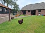 Orpington groothoender tomen goud-zwart gezoomd, Animaux & Accessoires, Plusieurs animaux, Poule ou poulet