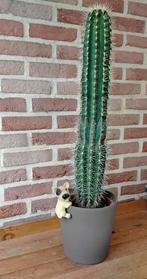 Prachtige mooie cactus, Ophalen, Cactus