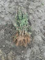 ligustrum vulgare atrovirens 40/60, Ophalen, Zomer, Halfschaduw, Minder dan 100 cm