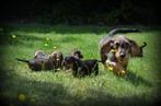 Chiots teckel à poil dur, Animaux & Accessoires, Chiens | Teckels & Bassets, Poils durs, Plusieurs, Parvovirose, Belgique