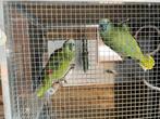 Mooi koppel blauwvoorhoofd amazones te koop allebei 5 jaar, Dieren en Toebehoren, Meerdere dieren, Papegaai, Pratend
