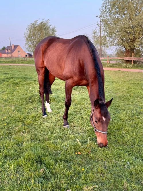 De aller liefste ruin, Dieren en Toebehoren, Paarden, Ruin, Zadelmak, 160 tot 165 cm, 3 tot 6 jaar, Recreatiepaard, Met stamboom