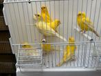 Gele Kanaries, Dieren en Toebehoren, Vogels | Kanaries