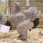 Brahma meerzomig zilverpatrijs kuikens 2025, Meerdere dieren, Kip