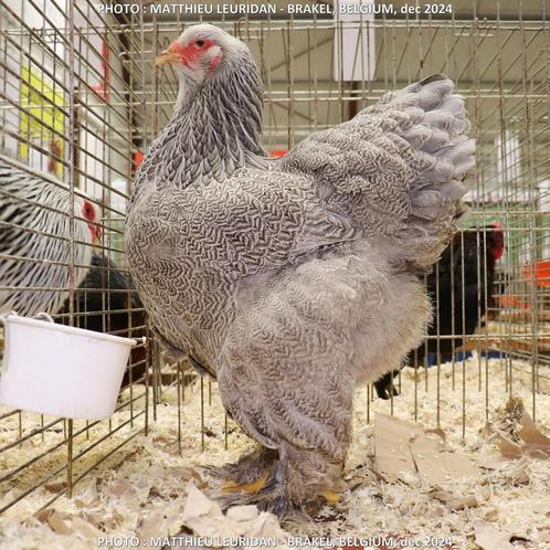 Brahma meerzomig zilverpatrijs kuikens 2025, Dieren en Toebehoren, Pluimvee, Kip, Meerdere dieren