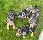 Des chiots Jack Russel uniques, 8 à 15 semaines, Plusieurs, Éleveur | Loisir, Parvovirose