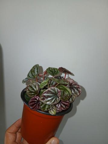 Peperomia caperata, Enlèvement