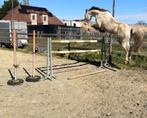 Gratis paardrijden, Dieren en Toebehoren, Paarden, Merrie, 165 tot 170 cm, Springpaard, 7 tot 10 jaar