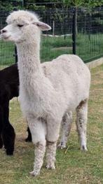 Alpaca merrie, Dieren en Toebehoren