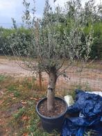 Olijfbomen 12 jaar oud, Tuin en Terras, Planten | Bomen, Ophalen
