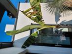 Musa Sikkemensis aka banaanplant, Ophalen