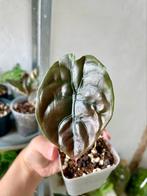 Alocasia cuprea, Ophalen of Verzenden