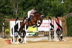 Div. Holtsteiner Hengsten Diepvries sperma, Dieren en Toebehoren, Paarden en Pony's | Dekhengsten en Fokmerries