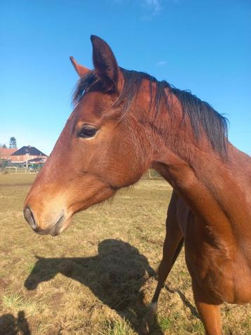 3 jarig dressuur  / eventing paard, Dieren en Toebehoren, Paarden, Ruin