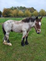 Trekpaard hengste veulen, Animaux & Accessoires, Chevaux