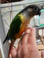 Jeune mâle conure molinae EAM, Mannelijk