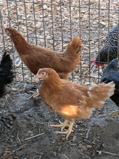 Bruine legkip, Dieren en Toebehoren, Pluimvee