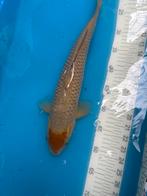 Speciale 40 cm koi, Dieren en Toebehoren, Karper of Koi