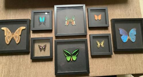 Opgezette vlinders, prachtige collectie, taxidermie, vlinder, Collections, Collections Animaux, Utilisé, Animal empaillé, Insecte