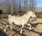 Lipizzaner merrie, Merrie, Minder dan 160 cm, Gechipt, Niet van toepassing