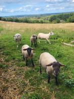 Rammen kruising suffolk en texel, Dieren en Toebehoren, Mannelijk, Schaap, 0 tot 2 jaar