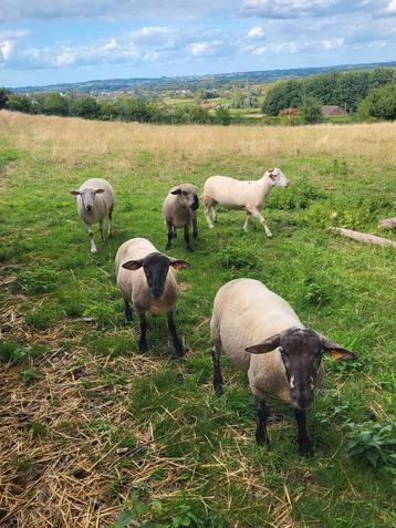 Rammen kruising suffolk en texel  beschikbaar voor biedingen