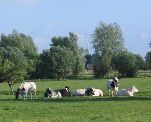Weide gezocht regio Anzegem, Zakelijke goederen, Landbouw | Onroerend goed, Ophalen of Verzenden