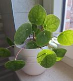 Pannekoekplant, Ophalen