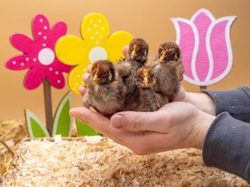 Barnevelder kuikens bruin gezoomd hennen, gesekst en ingeënt, Femelle, Poule ou poulet
