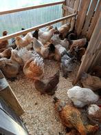 brahma alle kleurslagen reume keuze (60 kip)actie 4+1 GRATIS, Vrouwelijk, Kip