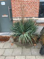 Winterharde Palmlelie (yukka) 2 stuks, Tuin en Terras, Ophalen