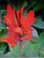 canna Indica rode bloem, Ophalen
