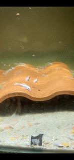 Ancistrus snow white, Dieren en Toebehoren