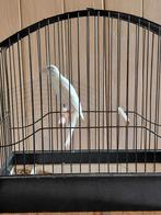 Scotch fancy, Dieren en Toebehoren, Vogels | Kanaries