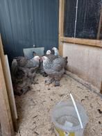 Zilverpatrijs  brahma, Dieren en Toebehoren, Pluimvee