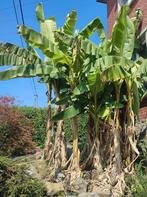 Bananenbomen, Tuin en Terras, Bloembollen en Zaden, Ophalen