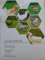 Legkippen te koop, Dieren en Toebehoren, Meerdere dieren, Kip