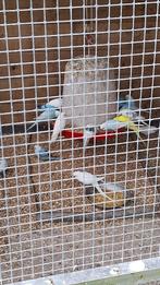 Grasparkiet, Dieren en Toebehoren, Meerdere dieren, Parkiet