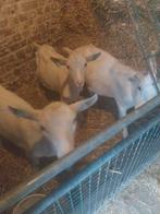 Witte  bokjes, Dieren en Toebehoren, Schapen, Geiten en Varkens