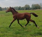Chique merrieveulen met topafstamming en uitstraling!, Dieren en Toebehoren, Paarden, Merrie, Springpaard, Niet van toepassing