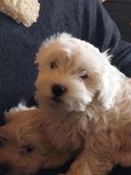 Mini Maltezer pups, Dieren en Toebehoren, België, Maltezer, Fokker | Hobbymatig, CDV (hondenziekte)