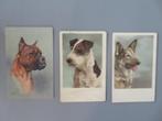 3 cartes postales anciennes Dogs Boxer Scheper et Terrier, Autres thèmes, Non affranchie, Envoi, Avant 1920