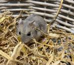 Russische Dwerghamster te koop, Dieren en Toebehoren, Knaagdieren, Meerdere dieren, Hamster