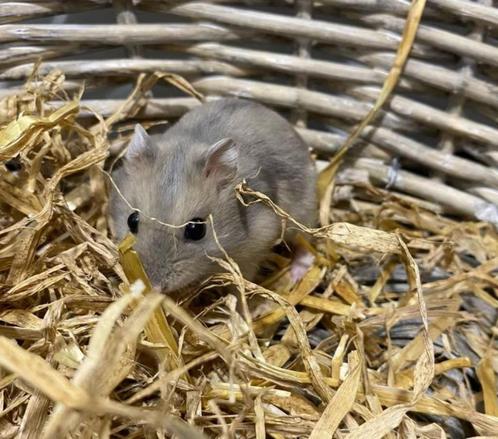 Russische Dwerghamster te koop, Dieren en Toebehoren, Knaagdieren, Meerdere dieren, Hamster