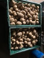 Nieuwe aardappelen, Ophalen