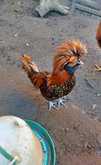 ruilen haan teg hen of te koop  8, Dieren en Toebehoren